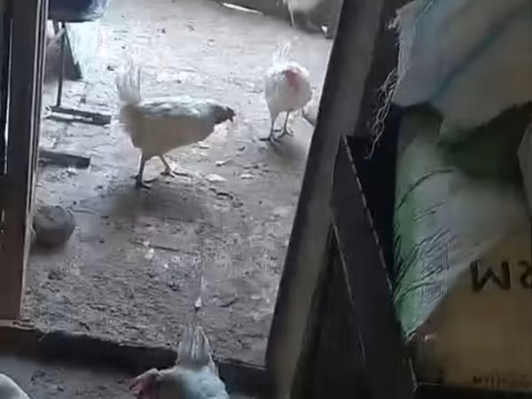 Chickens