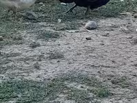 Avstraliya Ləkəli — foto 1