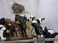 Býk, Russian Black pied cattle — foto 3