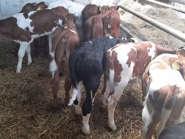 Buğa, Simmental cattle