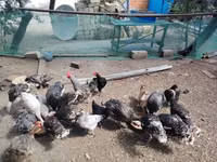 Chickens — 照片 1