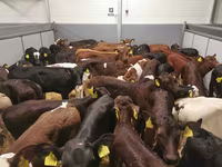 母牛, Simmental cattle — 照片 3