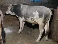 Бык, Коровы — фото 2
