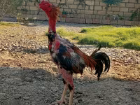 Malay döyüşçü — foto 1