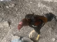 Chickens — foto 4