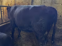 Bulle, Rote hornlose Kuh — Foto 3