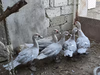 Ducks — الصورة 1