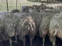 Sheep, Sheep — photo 3