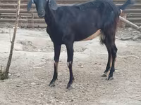 Dişi keçi, Keçilər — foto 3