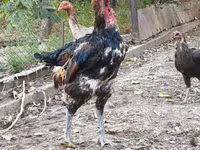 Derbişir Qırmızı Toppalı — foto 4
