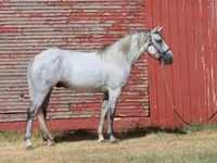 Hengst, Tennessee Walking Horse — Foto 8