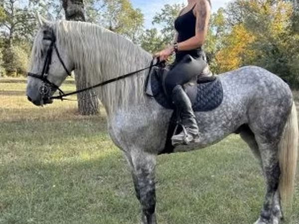 Kůň, Andalusian horse
