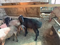 Qoç, Rhon sheep — foto 1
