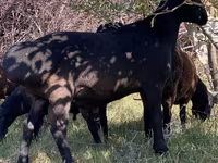 Sheep (batch, sex not specified), Sheep — photo 4