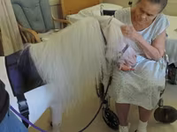 Stute, Miniature horse — Foto 1