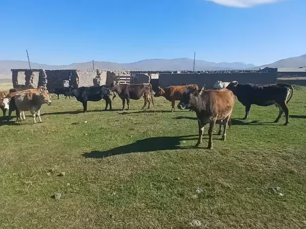 Kuh, Rinder