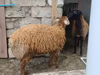 نعجة, الأغنام — الصورة 6