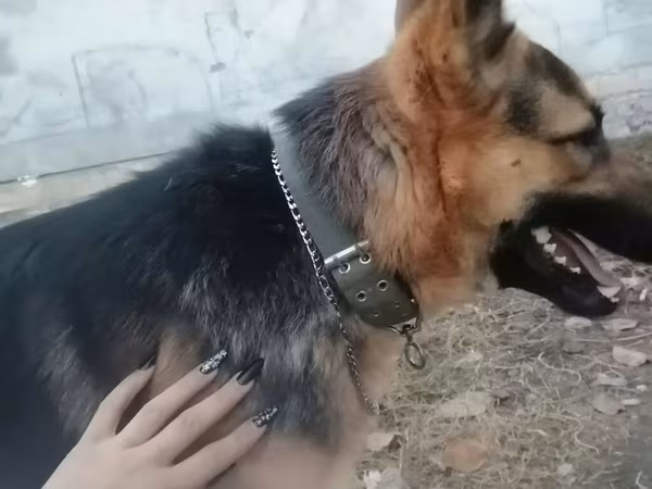 Alman çoban iti tecili satlir saglamdi baxa bilmediyim çün satram