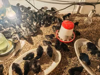 Australorp — photo 1