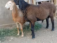 كبش, Arashan sheep — الصورة 5