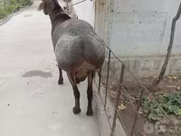 Qoç, Arashan sheep — foto 3