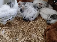 Chickens — 3-rasm