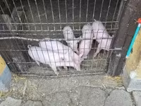 Чочколор (партия, жынысы көрсөтүлгөн эмес) — сүрөт 5