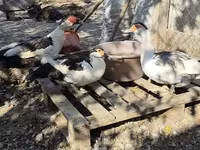 Ducks — फ़ोटो 1
