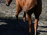 Stute, Quarter Horse — Foto 5