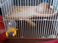 Hamster qəfəsi və aksesuar dəsti - Kiçik gəmiricilər üçün iki — 照片 3
