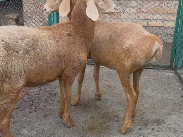 Owca, Arashan sheep