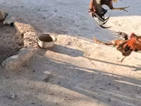 Chickens — फ़ोटो 8