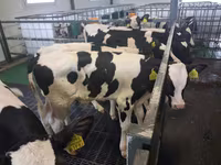 Býk, Russian Black pied cattle — foto 1