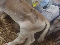 Buğa, Simmental cattle — foto 3
