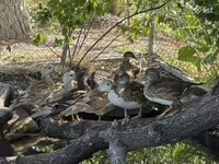 Ducks — الصورة 3