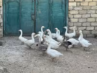 Geese — foto 3