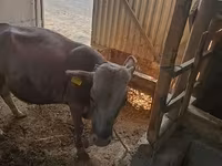 Bull, Simmental cattle — photo 4