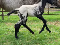 Madyan, Appaloosa — foto 4