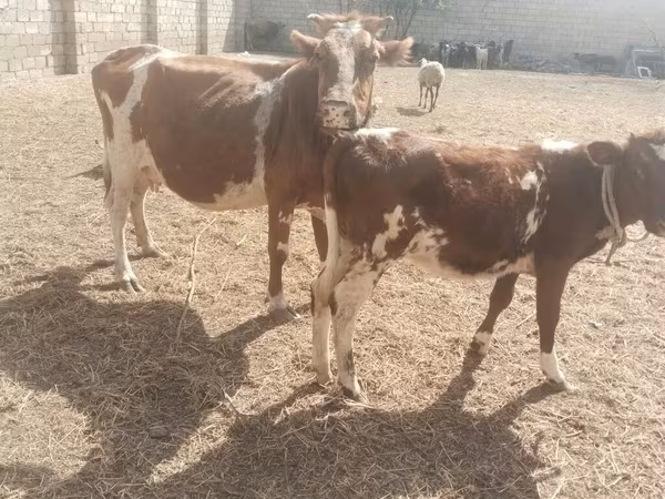 İnək, Simmental cattle