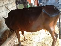 गाय, लाल-धब्बेदार नस्ल — फ़ोटो 2