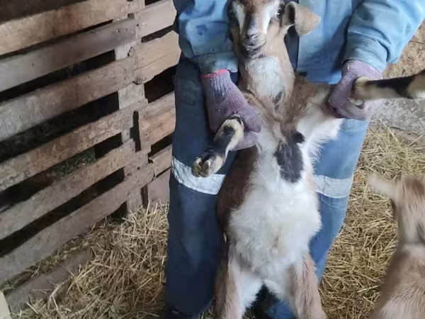 Keçi, Nubian Goat
