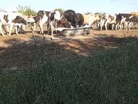 Buğa, Russian Black pied cattle — foto 3