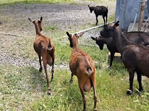 Dişi keçi, Murcia-Granada goats