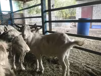 Kozel, Saanen goat — foto 6
