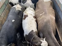 Buğa, Simmental cattle — foto 1
