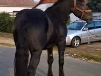 घोड़ा, Friesian — फ़ोटो 2
