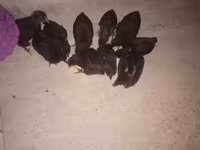 Australorp — foto 2