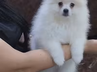 Məhsul: Pomeranian Spitz balası - Rəng: qar kimi ağ - Xəz: sıx — photo 2