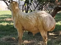Ram, Sheep — photo 1