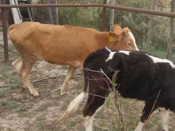 Cow, Simmental cattle